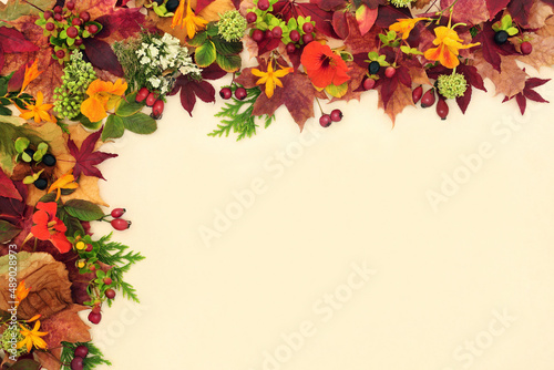 Beauty of Autumn leaf colours with leaves, flowers and red berry fruit on cream background. Thanksgiving and Fall season nature design concept. Flat lay, top view, copy space. © marilyn barbone