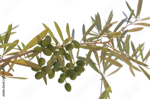 Olive tree, close-up. Mediterranean fruit. Isolated on white background	
