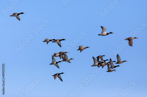 Flying ducks. Blue sky background. Birds: Mallard and Eurasian Teal. © serkanmutan