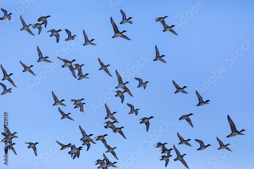 Flying ducks. Blue sky background. Birds: Mallard and Eurasian Teal.