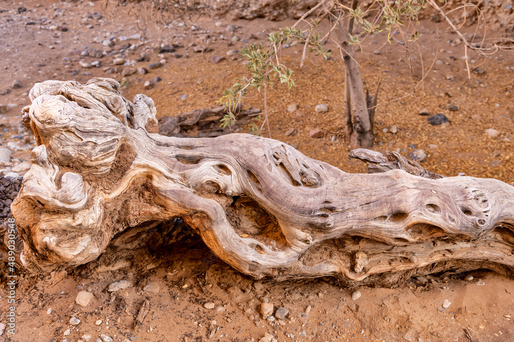 tree trunk artfully shaped by water, wind and sun, Sessriem Canyon, Namibia