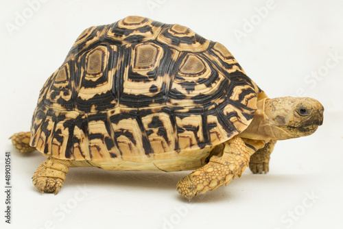 Leopard Tortoise Geochelone pardalis isolated on white background
