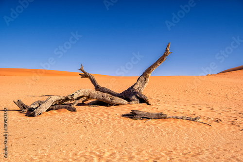 dead tree in dead valley  Sossusvlei  Namibia