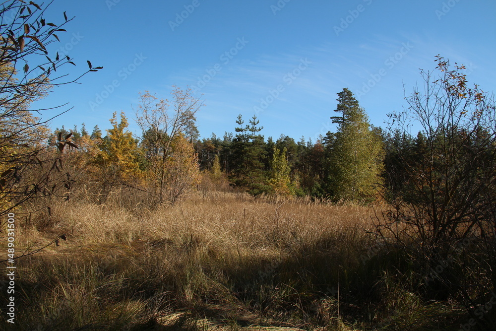 Obraz premium прогулка в осеннем лесу 