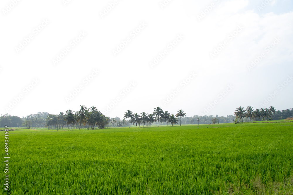 green paddy field and coconut trees in the border, from Palakkad District, the rice bowl of Kerala, India green paddy field and coconut trees in the border, from Palakkad District, the rice bowl of Kerala, India