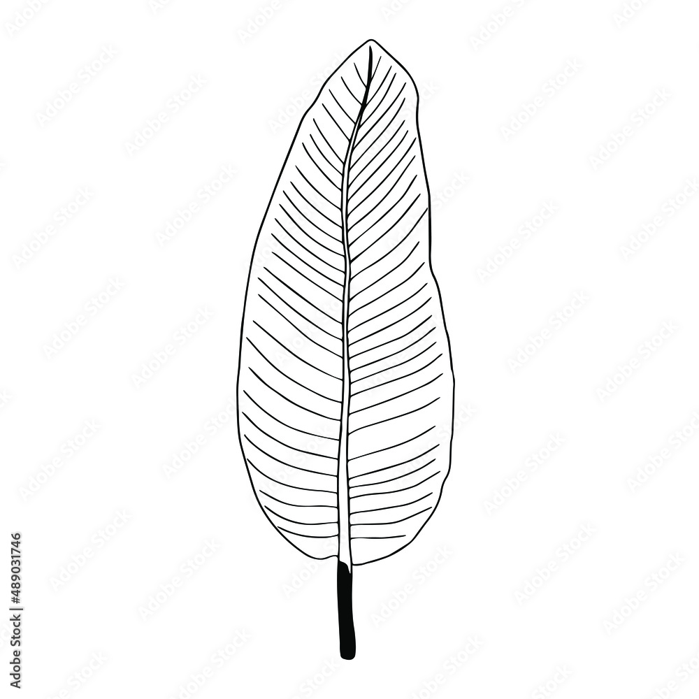 Outline Strelitzia royal leaves. Leaves bird of Paradise. Element for coloring book. The official flower of Los Angeles. Doodle and lineart element. Outline Strelitzia royal leaves. Leaves bird of Paradise. Element for coloring book. The official flower of Los Angeles. Doodle and lineart element.