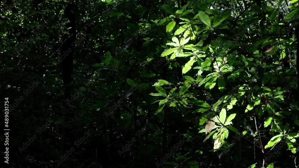 Sun going on the branches with leaves. Beautiful and vibrant green colors. Empty space to write text. Background and abstract. Travel. Sun going on the branches with leaves. Beautiful and vibrant green colors. Empty space to write text. Background and abstract. Travel.