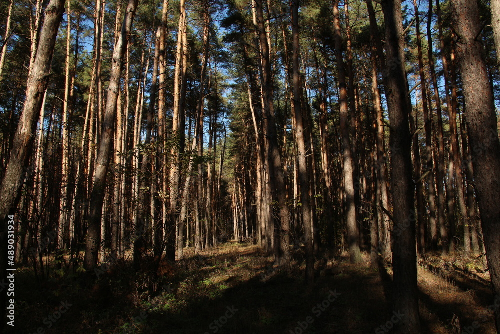 Obraz premium прогулка в осеннем лесу 