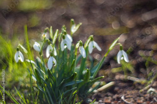 snowdrop - one of the first spring flowers in the garden