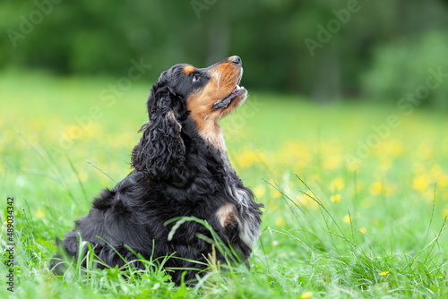 Εκτύπωση καμβά Young english cocker spaniel dog sitting in green grass  at summer nature