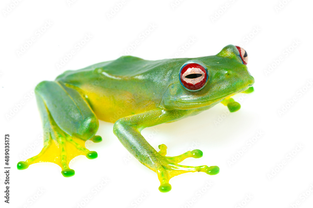 Boophis luteus on a white background Stock Photo Adobe Stock