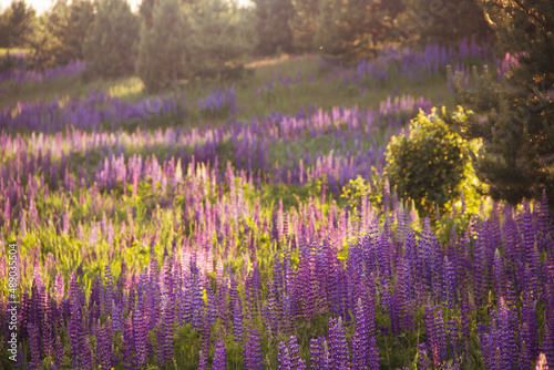Lupines in the sunset meadow