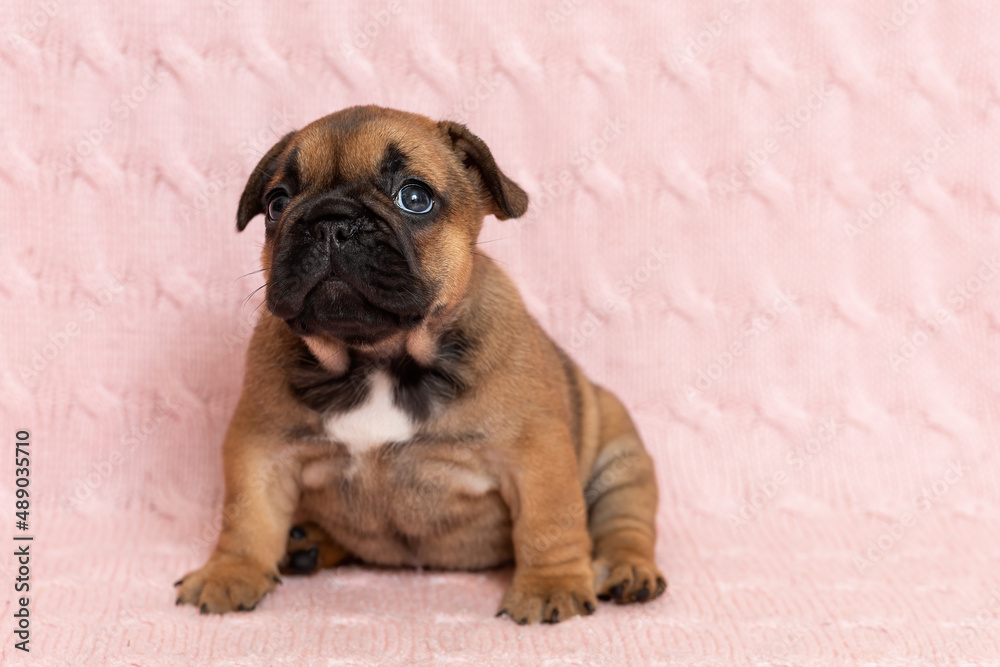 Cute little puppy of french bulldog sitting on pink blanket