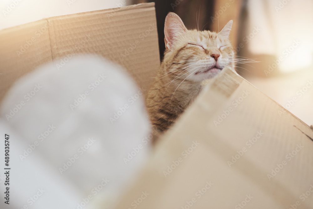 a red-haired cat inside a cardboard box