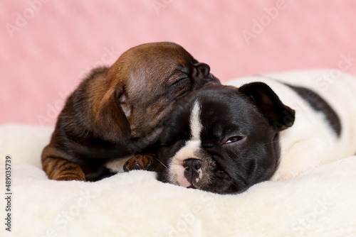 Two cute sleepy puppies of french bulldog lying down on blanket