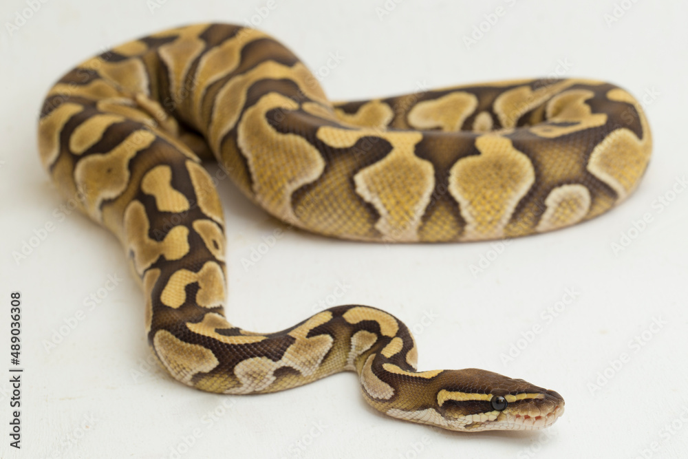 Lesser ball python regius isolated on white background
Lesser ball python regius isolated on white background