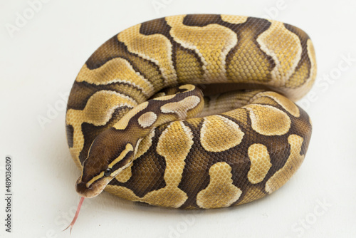 Lesser ball python regius isolated on white background
