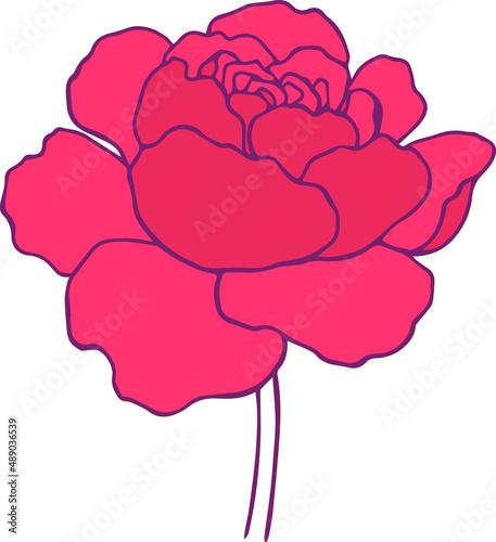 botanical floristic contour flower peonies open buds . Vector isolated minimalistic flower 