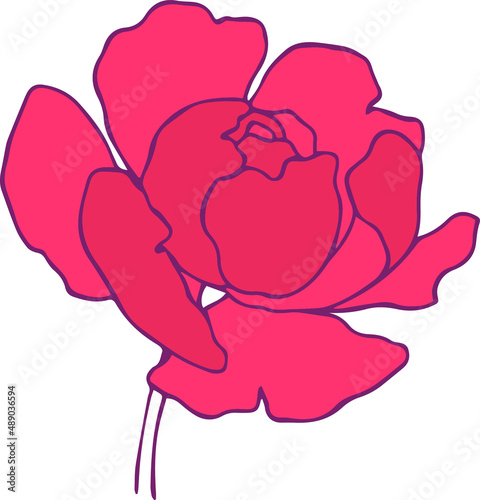 botanical floristic contour flower peonies open buds . Vector isolated minimalistic flower 