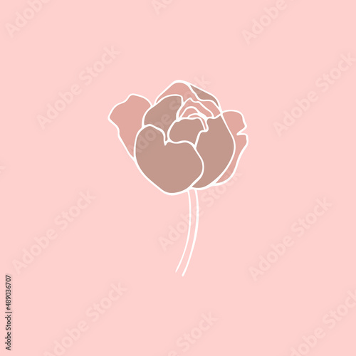 botanical floristic contour flower peonies open buds . Vector isolated minimalistic flower 