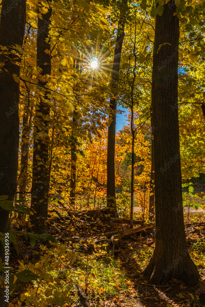 Fototapeta premium autumn forest in the autumn