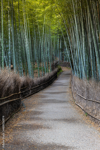 The Arashiyama Bamboo Forest in Kyoto, Japan in the early morning with a trail through the forest.