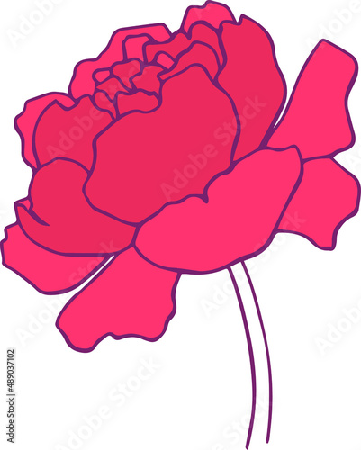 botanical floristic contour flower peonies open buds . Vector isolated minimalistic flower 