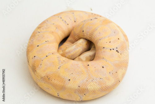 banana super pastel ball python regius isolated on white background
