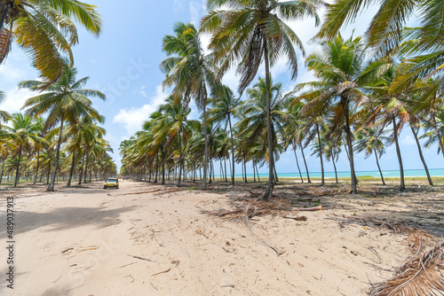 Fototapeta Naklejka Na Ścianę i Meble -  Landscape of a sand path between tall coconut trees of a beautiful beach. Destination scenics at Rota dos Coqueiros on Maracaipe beach, Ipojuca - PE, Brazil, Brazilian northeast coast.
