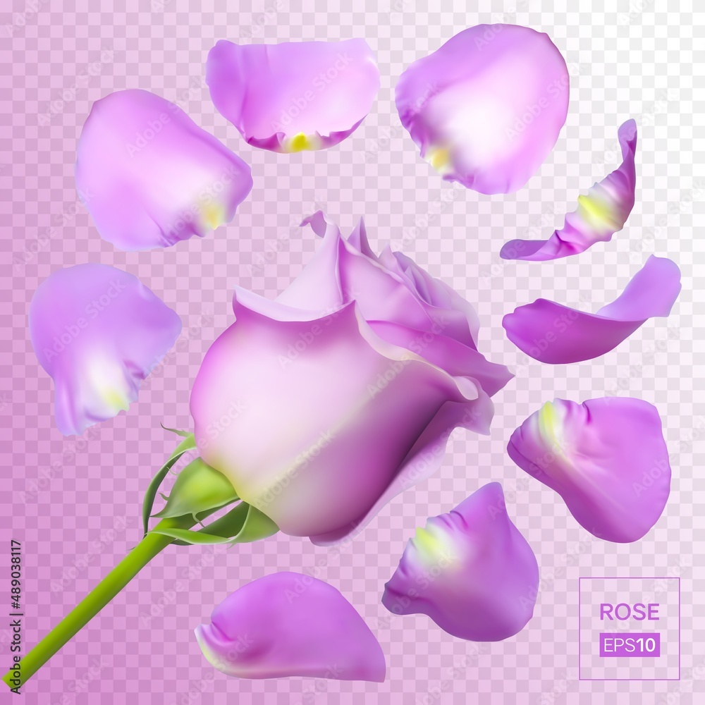 Realistic rose petals. Vector illustration with mesh gradients. EPS10. Realistic rose petals. Vector illustration with mesh gradients. EPS10.