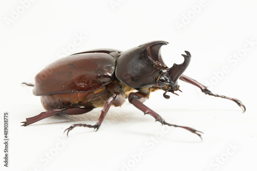 rhinoceros beetles Xylotrupes australicus isolated on white background  © dwi