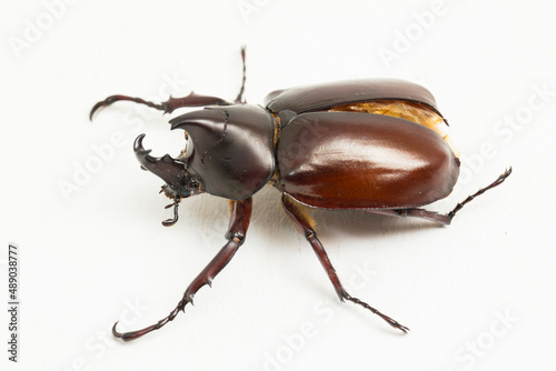 rhinoceros beetles Xylotrupes australicus isolated on white background

