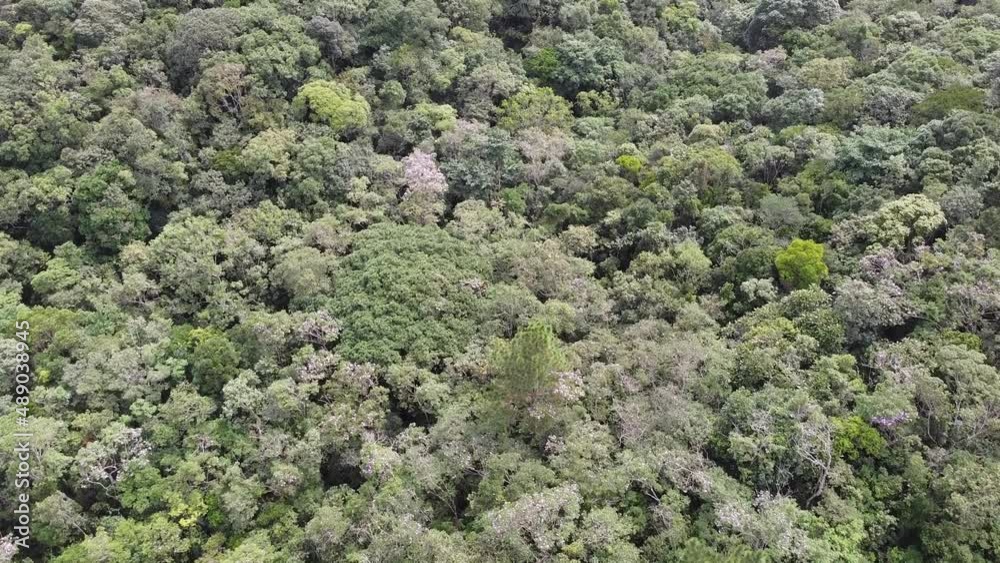 Aerial view of Brazilian Rain Forest of the Mata Atlantica (Atlantic Forest) Aerial view of Brazilian Rain Forest of the Mata Atlantica (Atlantic Forest)