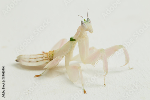 orchid praying mantis hymenopus coronatus isolated on white background
 photo