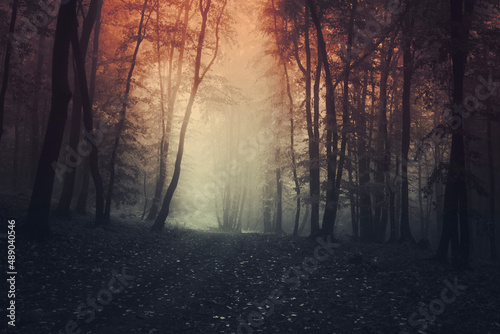 dark forest path at sunset, scary halloween background