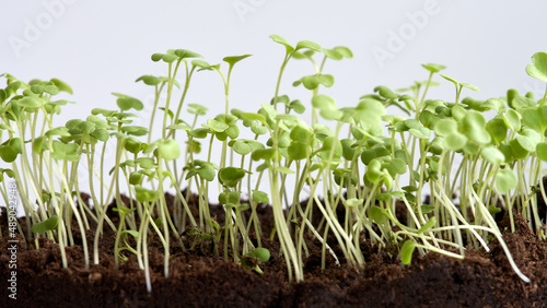 A fragment of soil with friendly shoots of salad greens on a white background.