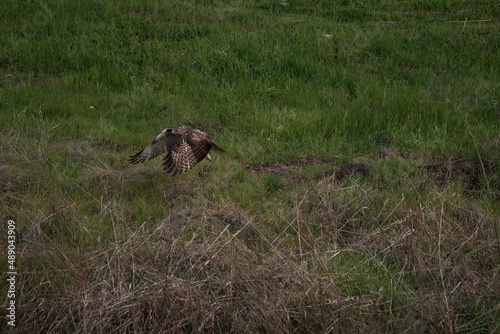 Hawk taking off from the ground