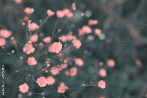 Abstract defocused background - pink flowers and bokeh.