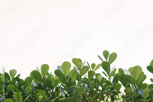 plants with space for text above