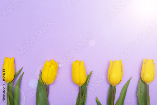 Spring composition - yellow tulips on a lilac background.