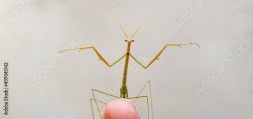 mantis on top of a finge