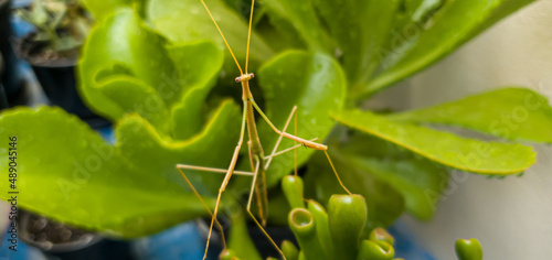 mantis on top of a plant