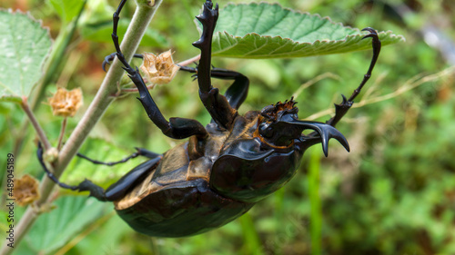 rhinoceros beetle climbing a plant