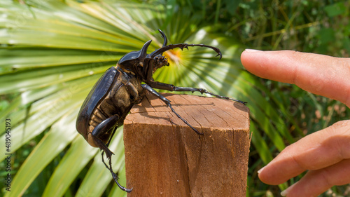 rhinoceros beetle on top of wood with human hand