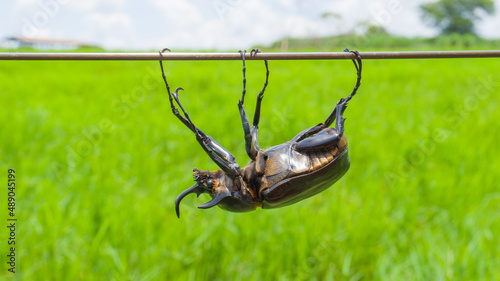 rhinoceros beetle crossing a steel cable