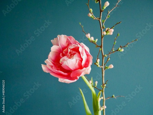 Close up of pink French tulip and blooming quince branch against petrol wall. Natural floristics.