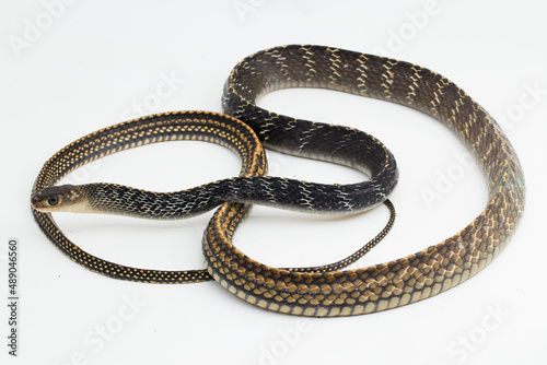 Wallpaper Mural Keeled Rat Snake Ptyas carinata isolated on white background
 Torontodigital.ca