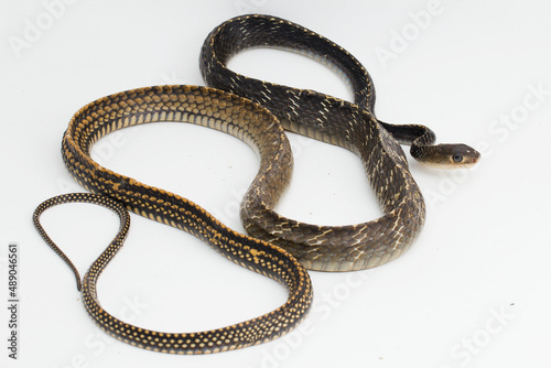 Keeled Rat Snake Ptyas carinata isolated on white background
