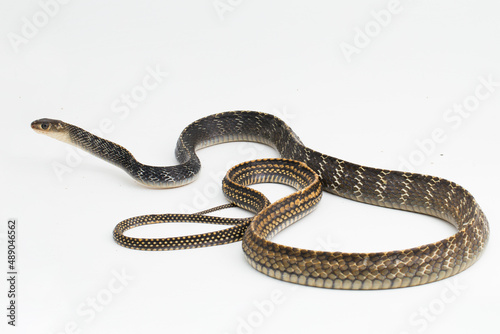 Keeled Rat Snake Ptyas carinata isolated on white background
