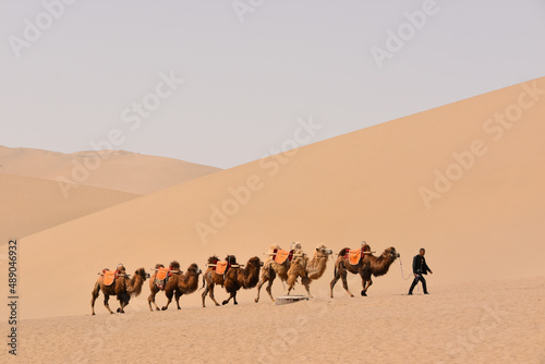 Camels in the Gobi Desert at Dunhuang, Gansu Province, China photo